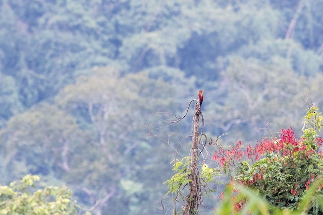 Banded Woodpecker - ML82253981