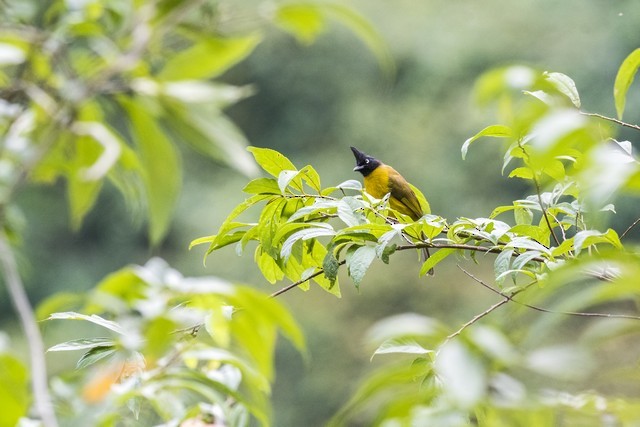 Black-crested Bulbul - ML82254501