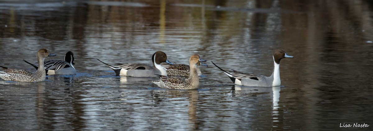 Northern Pintail - ML82256111