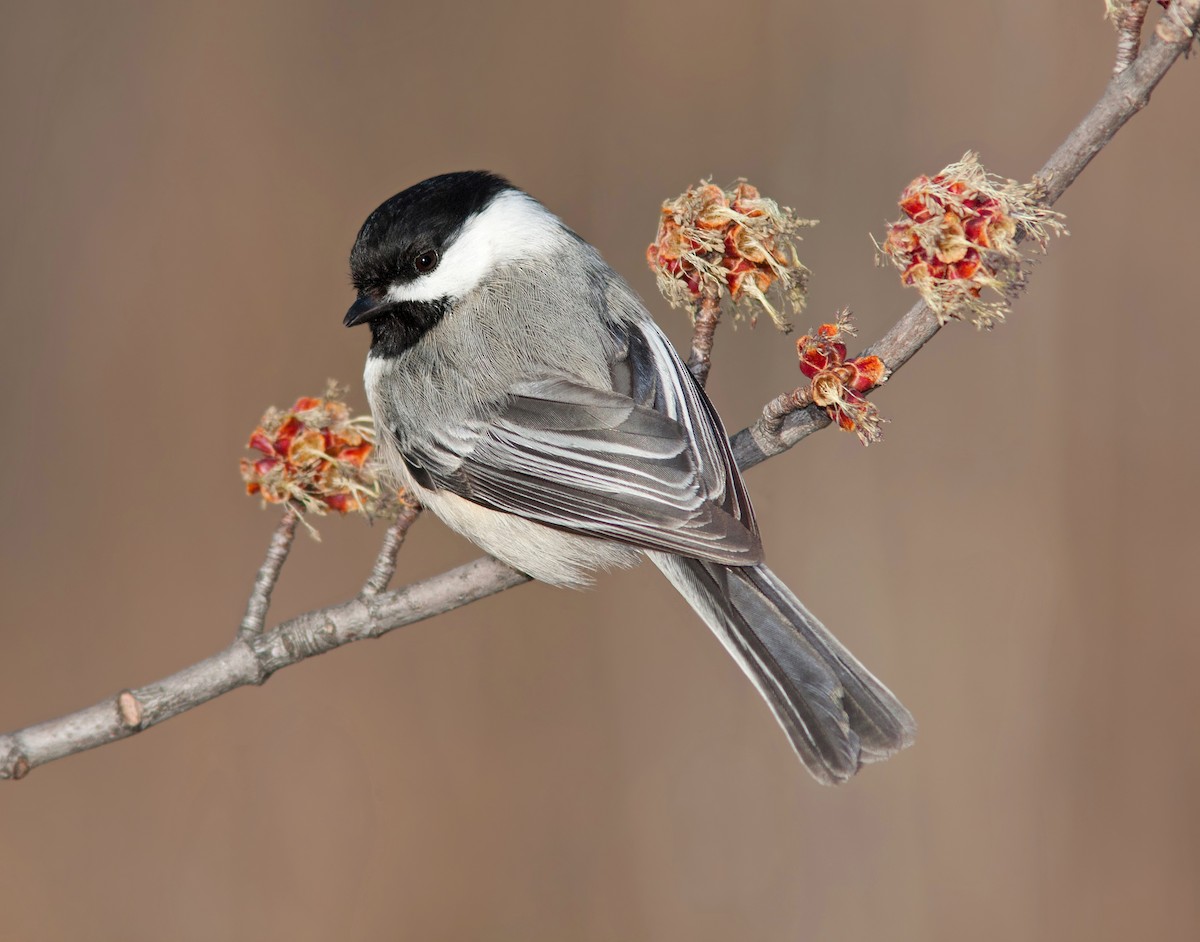 Black-capped Chickadee - ML82257981