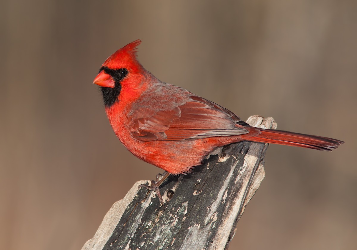 Cardenal Norteño - ML82258121