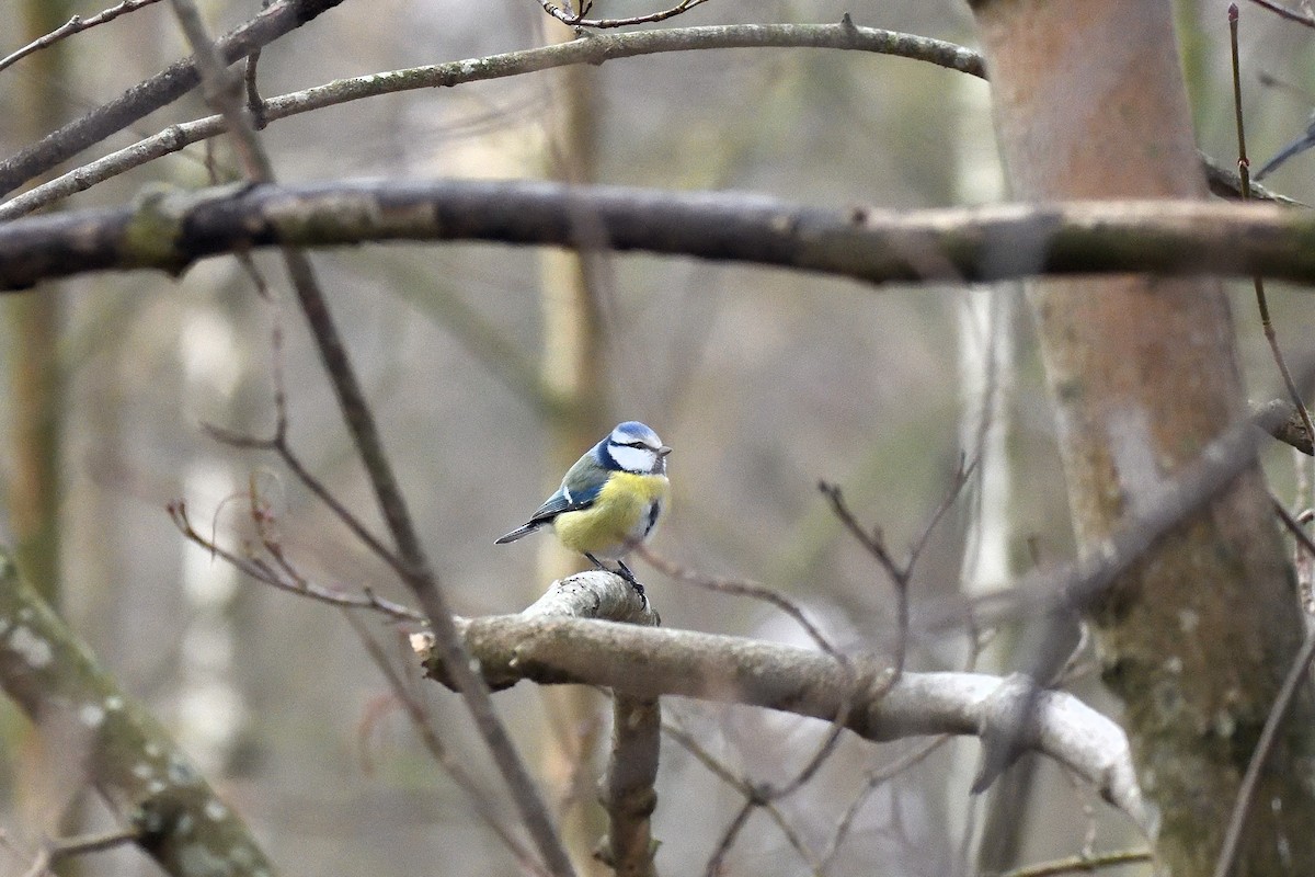 Eurasian Blue Tit - ML82258821