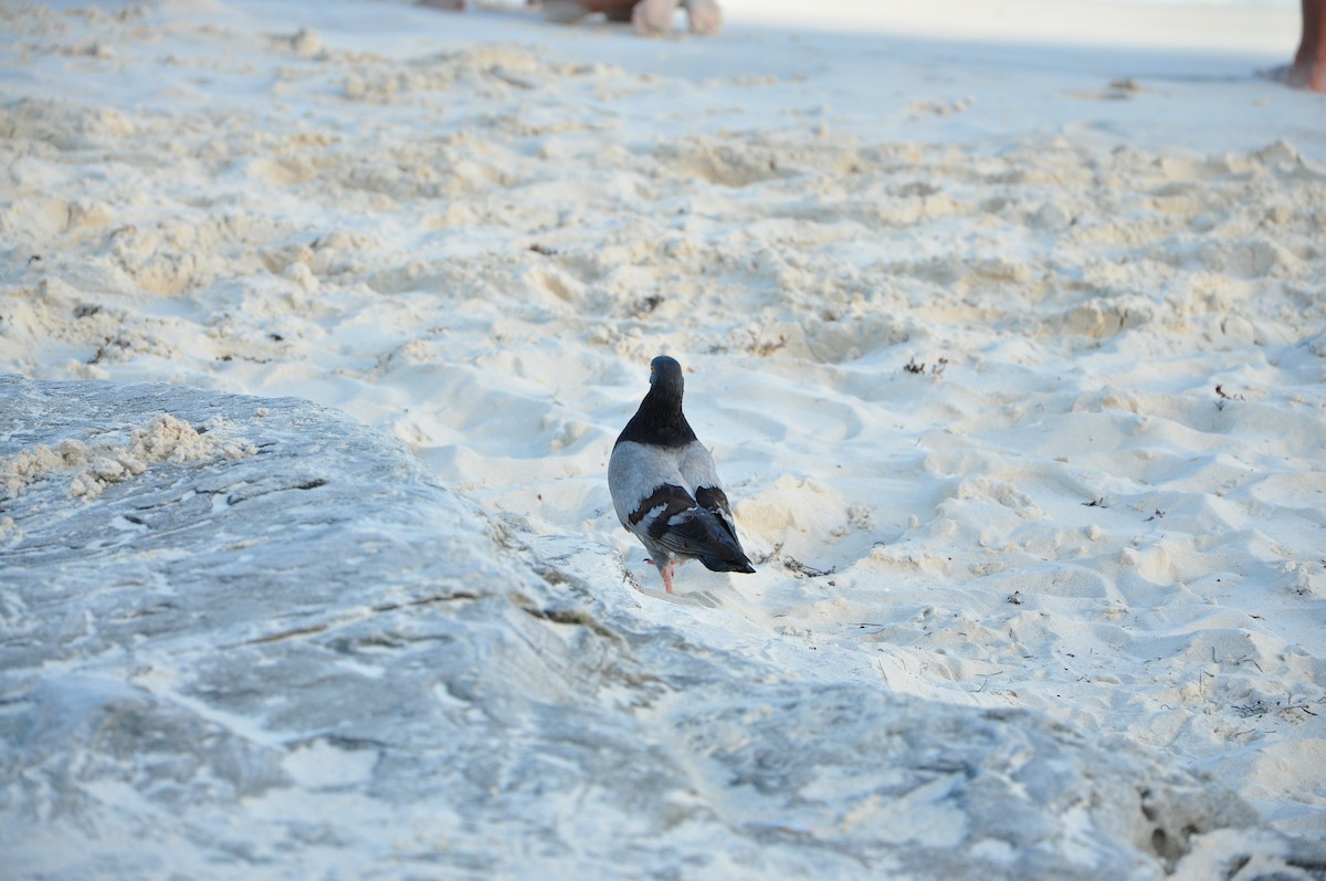 Rock Pigeon (Feral Pigeon) - ML82260361