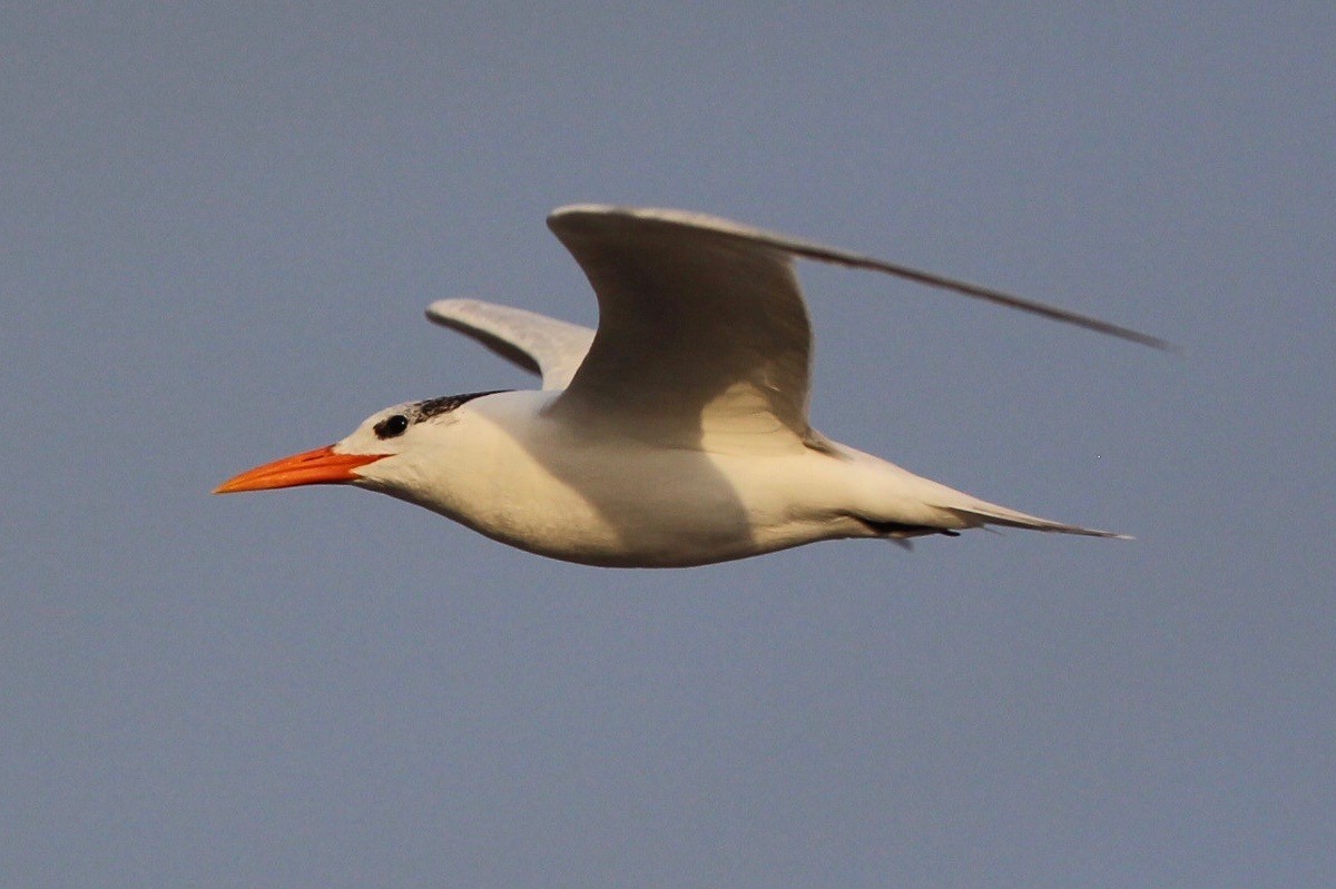 Royal Tern - Jodhan Fine
