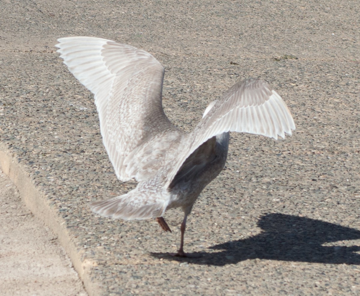 Glaucous-winged Gull - ML82263621