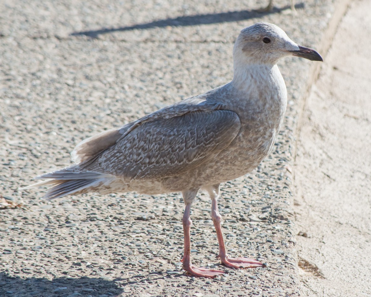 Glaucous-winged Gull - ML82263711