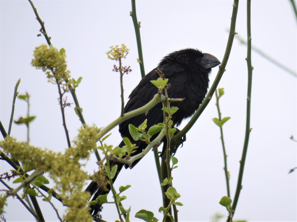 Smooth-billed Ani - Mike Grant