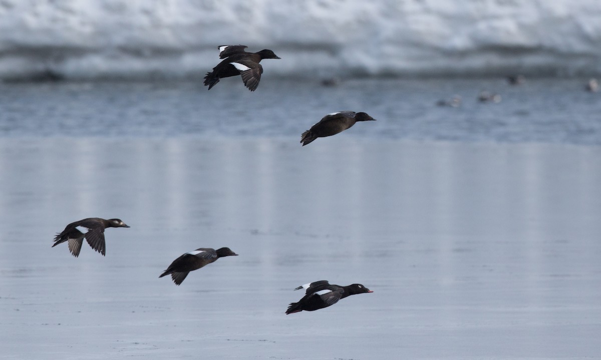 White-winged Scoter - Jessie Barry