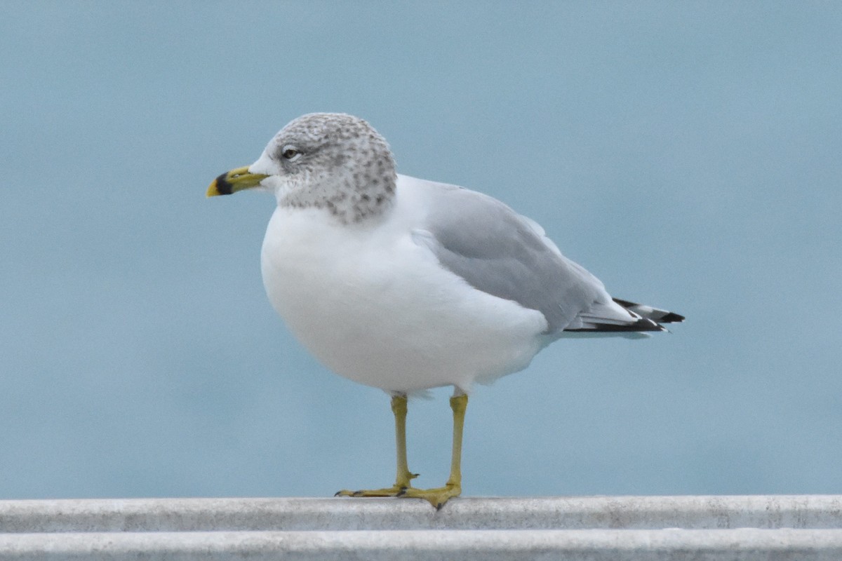 Ring-billed Gull - ML82264631