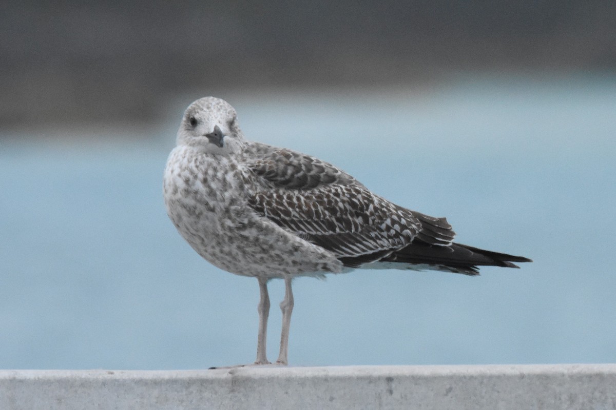 Lesser Black-backed Gull - ML82264701