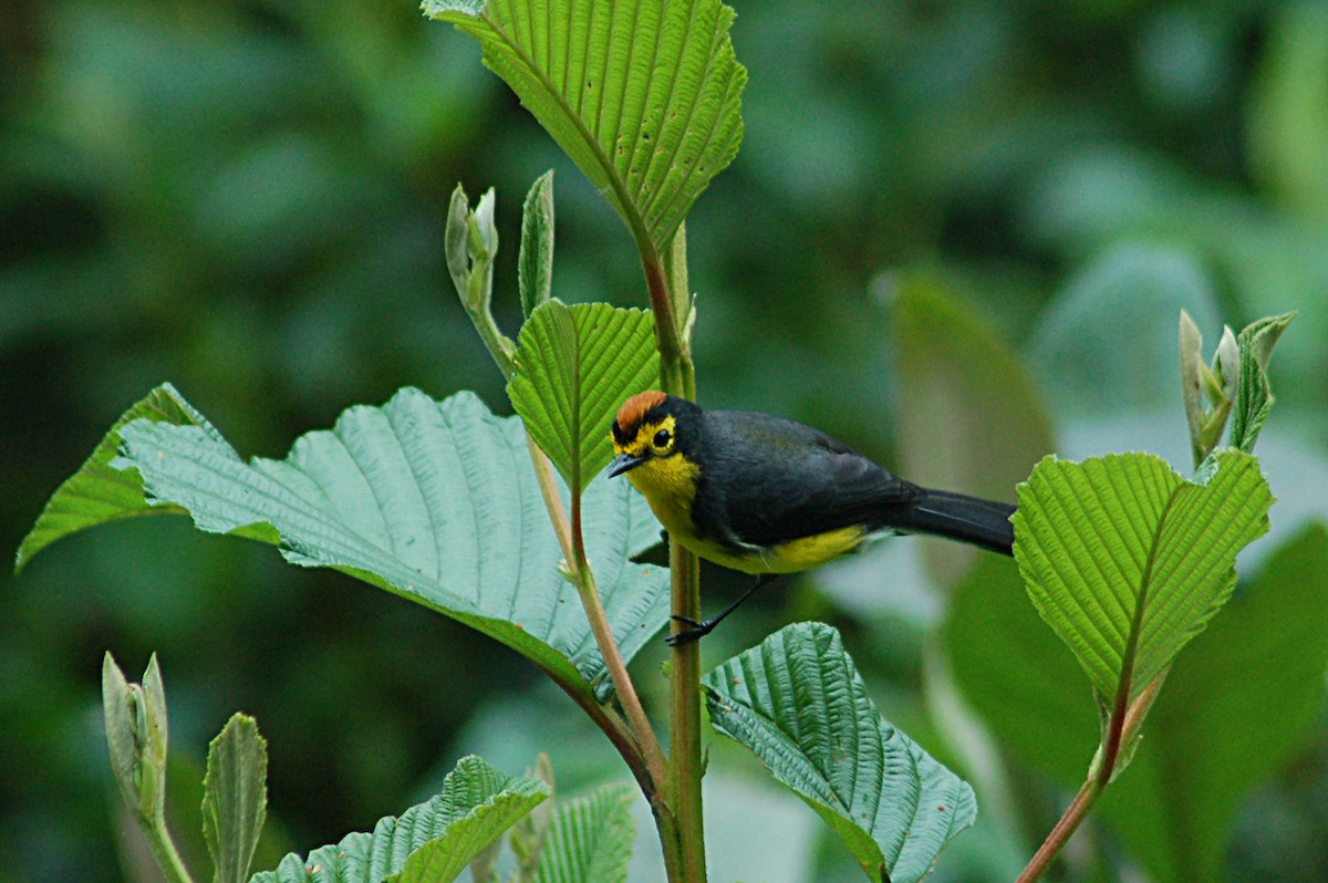Spectacled Redstart - ML82266021