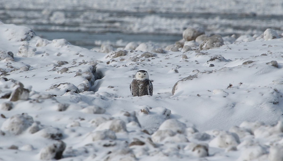 Snowy Owl - Greg Lawrence