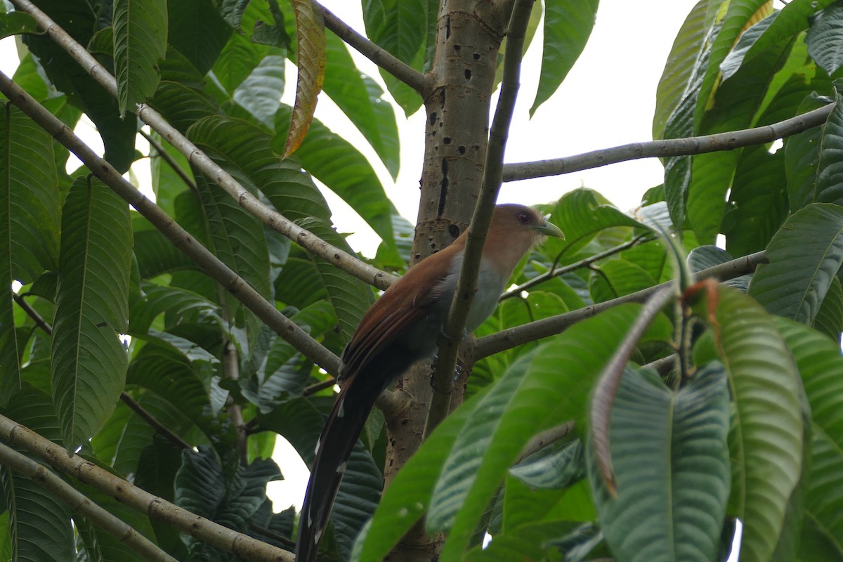 Squirrel Cuckoo - ML82268181