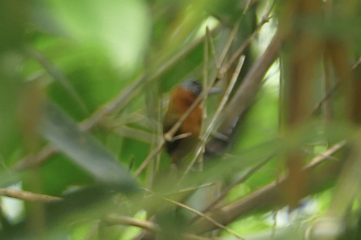 Rufous-breasted Piculet - ML82268311