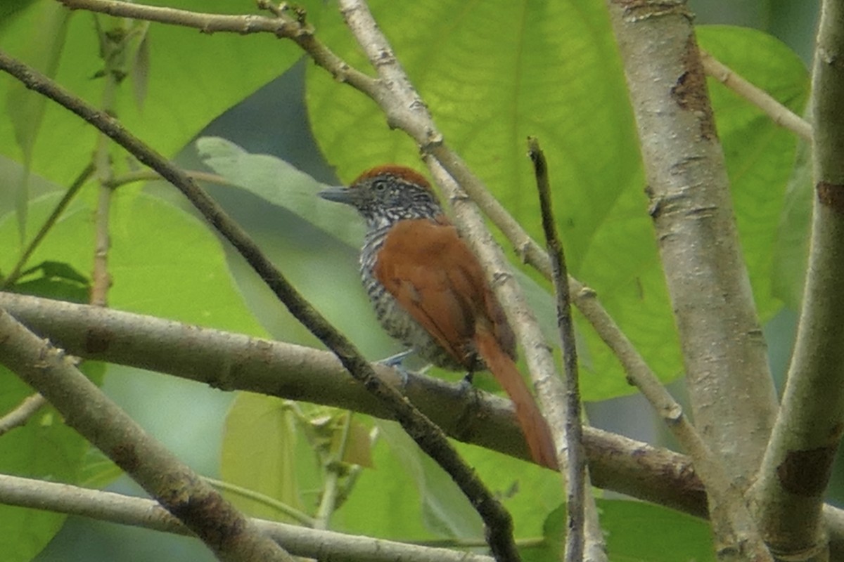 Chestnut-backed Antshrike - ML82268431