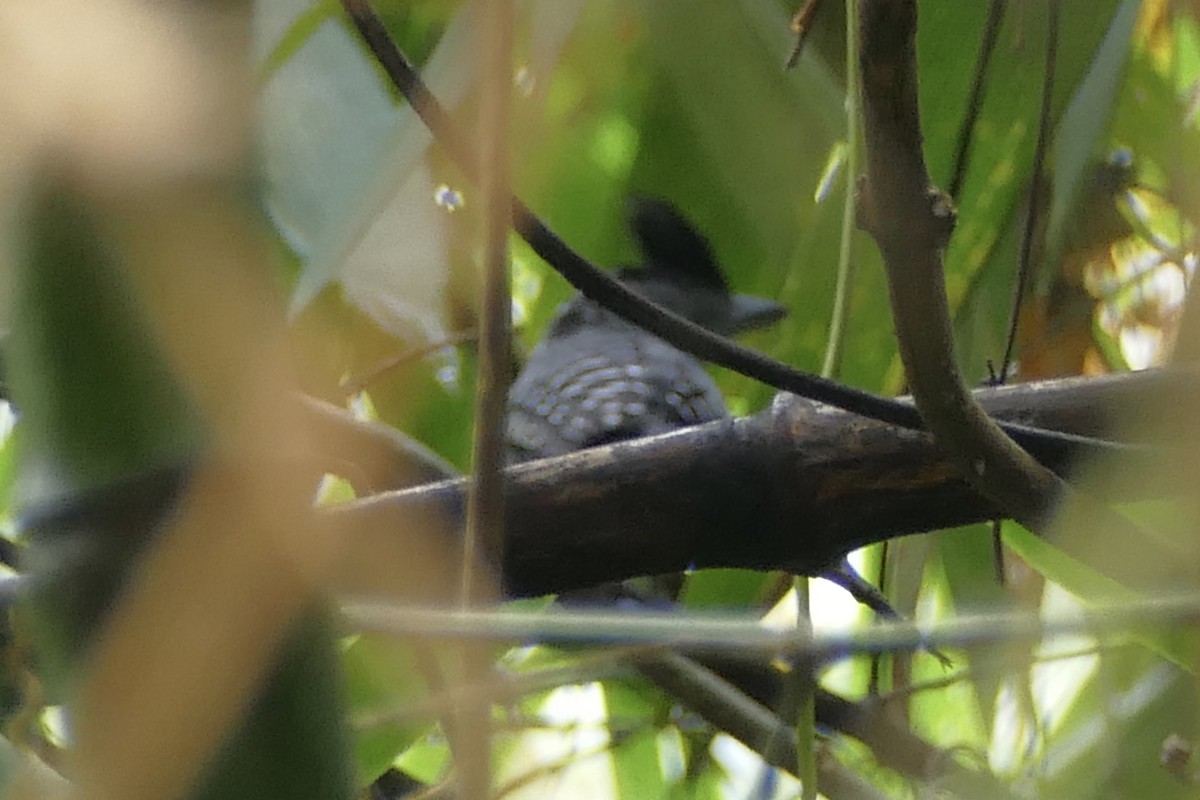 Bamboo Antshrike - ML82268511