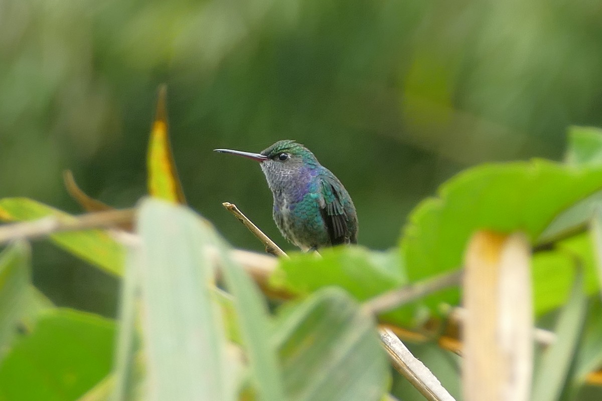 Sapphire-spangled Emerald - ML82268531