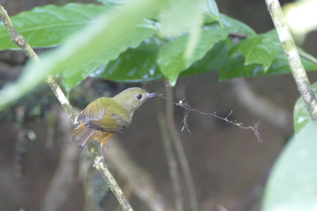 McConnell's Flycatcher - ML82268651