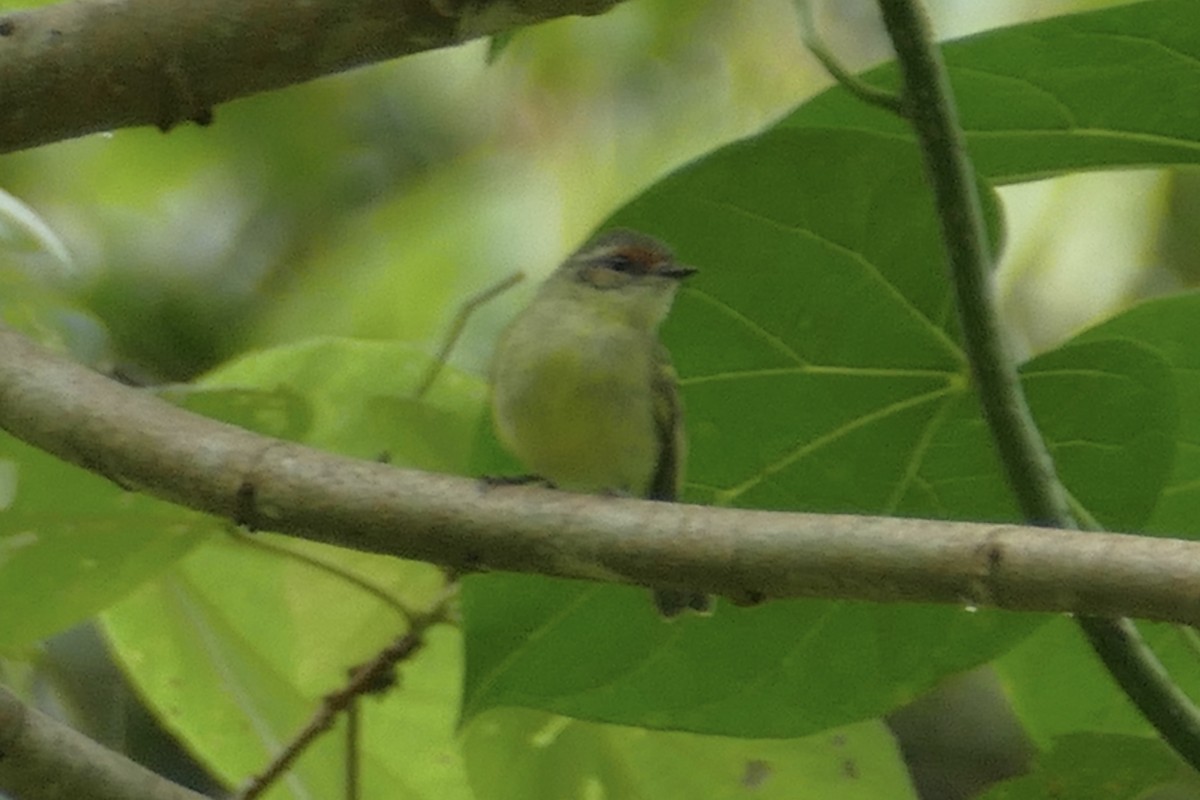 Cinnamon-faced Tyrannulet - ML82268821