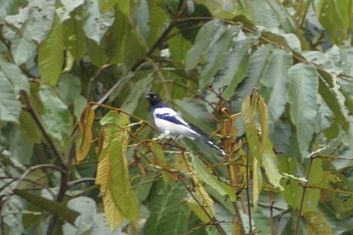 Magpie Tanager - ML82269121