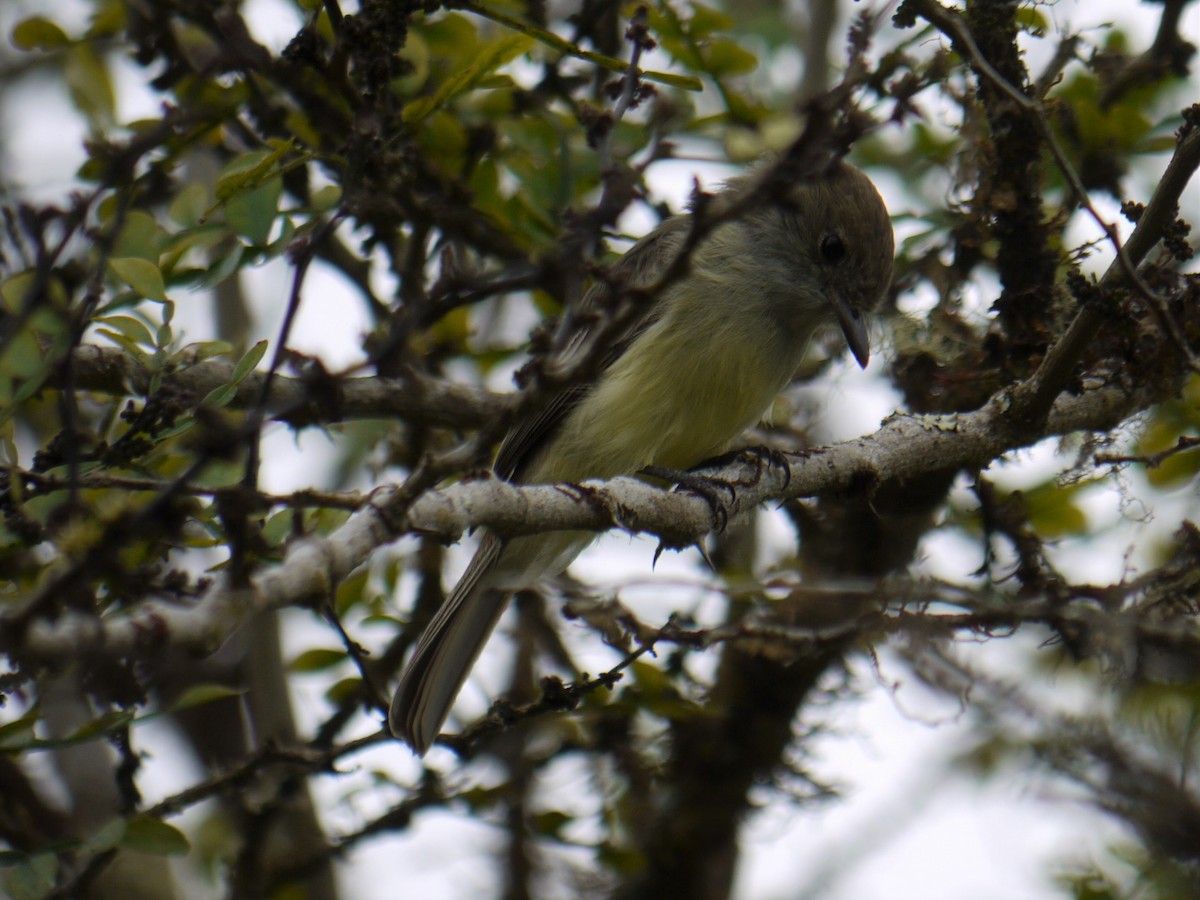 Galapagos Flycatcher - ML82269231