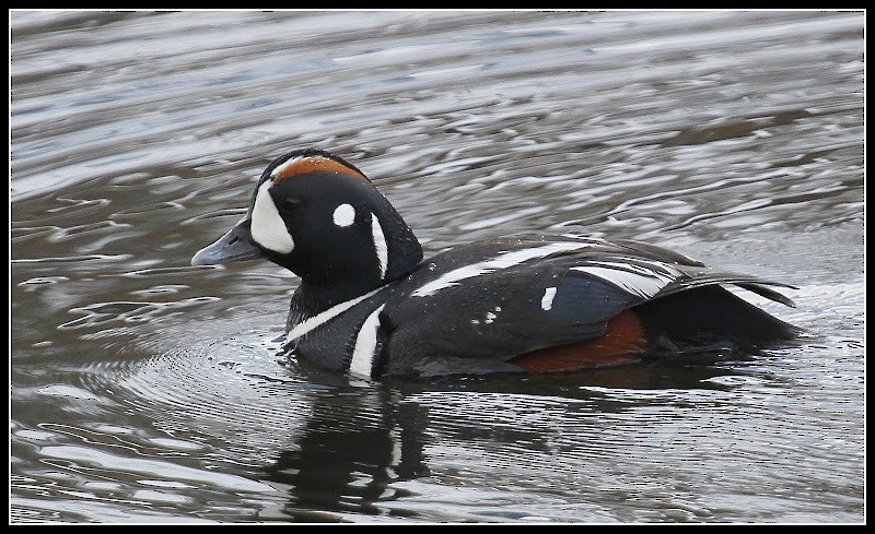 Harlequin Duck - ML82269641