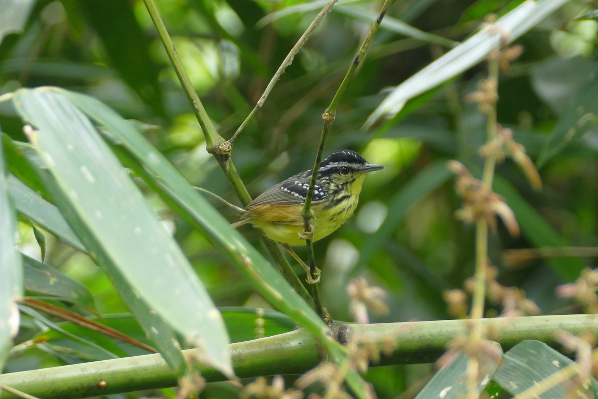 Yellow-breasted Warbling-Antbird - Peter Kaestner