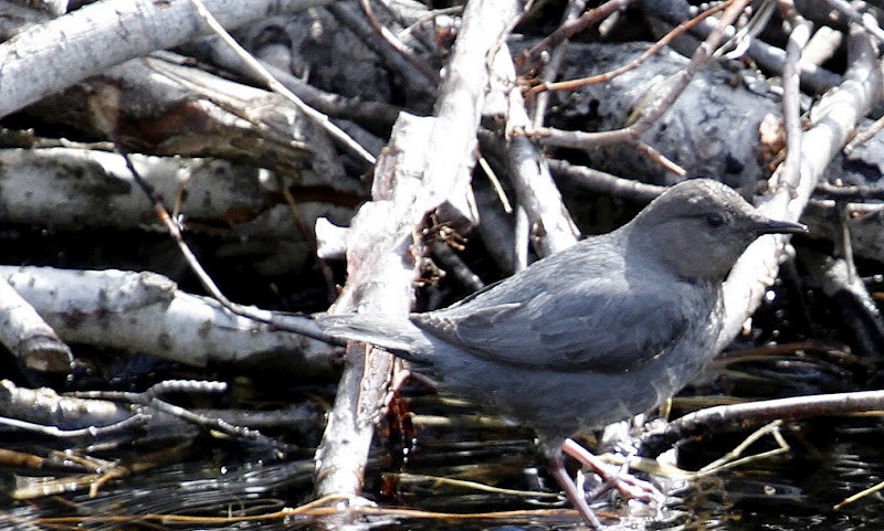 American Dipper - ML82269771