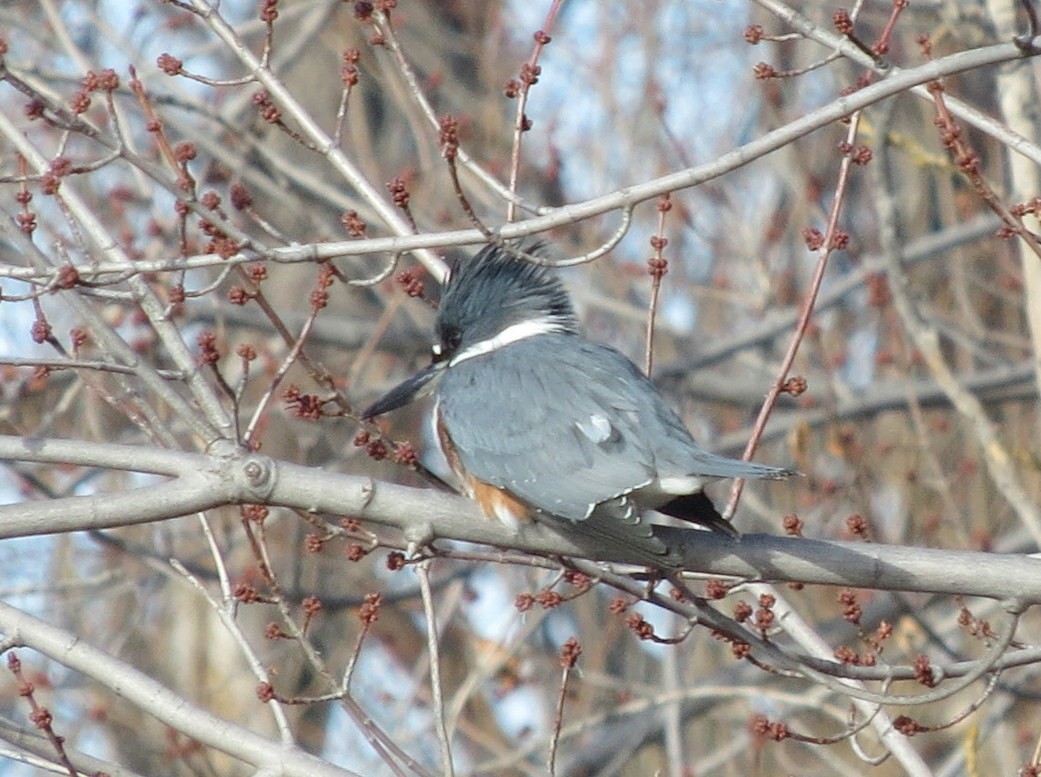 Belted Kingfisher - ML82269851