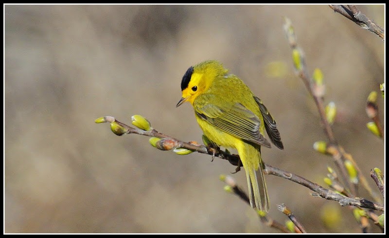 Wilson's Warbler - ML82269911