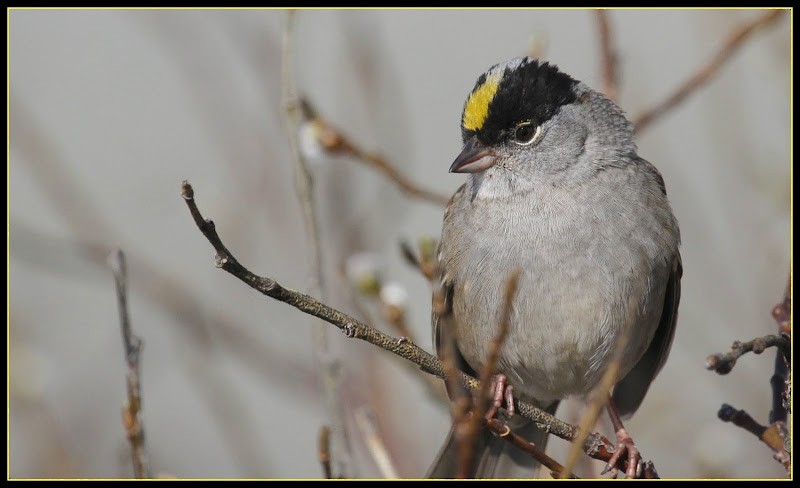 Bruant à couronne dorée - ML82270021