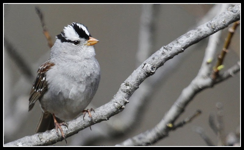 White-crowned Sparrow - Rich & Karen Kassouf