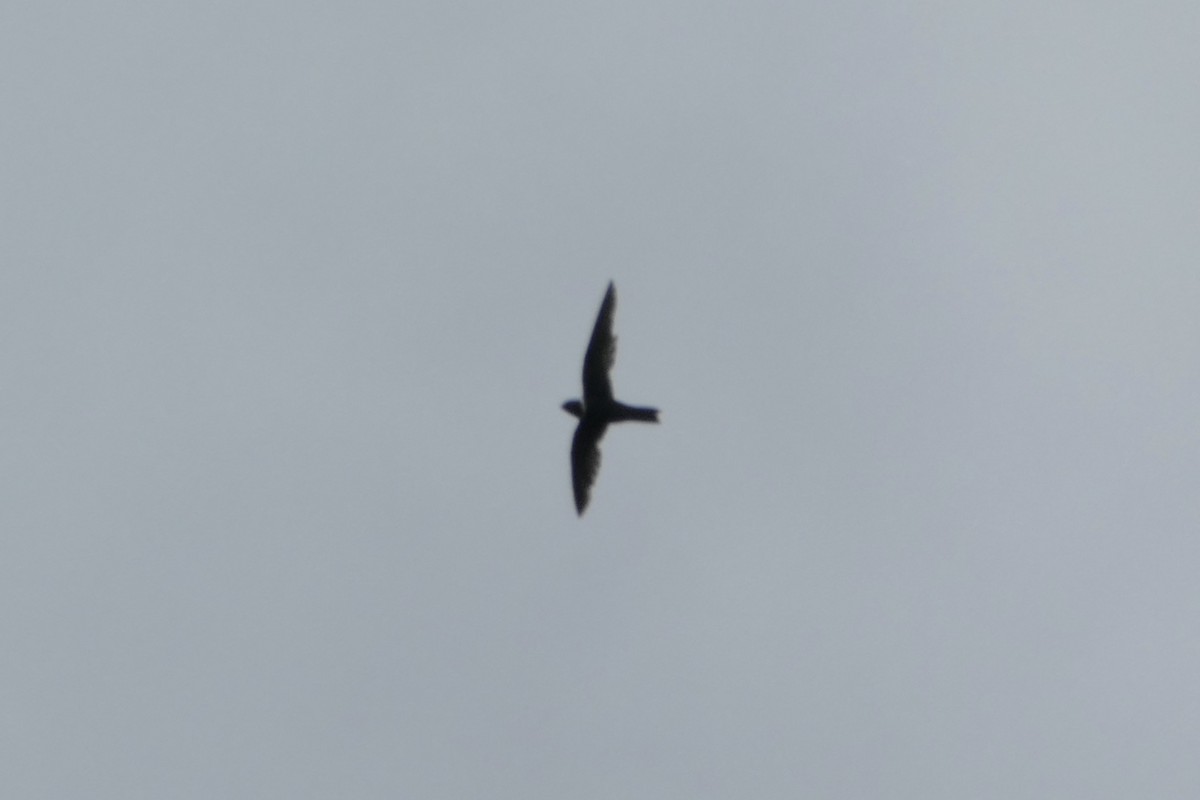 White-collared Swift - ML82270231