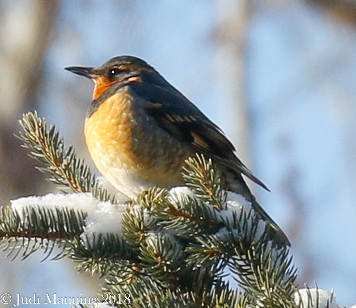 Varied Thrush - ML82270341