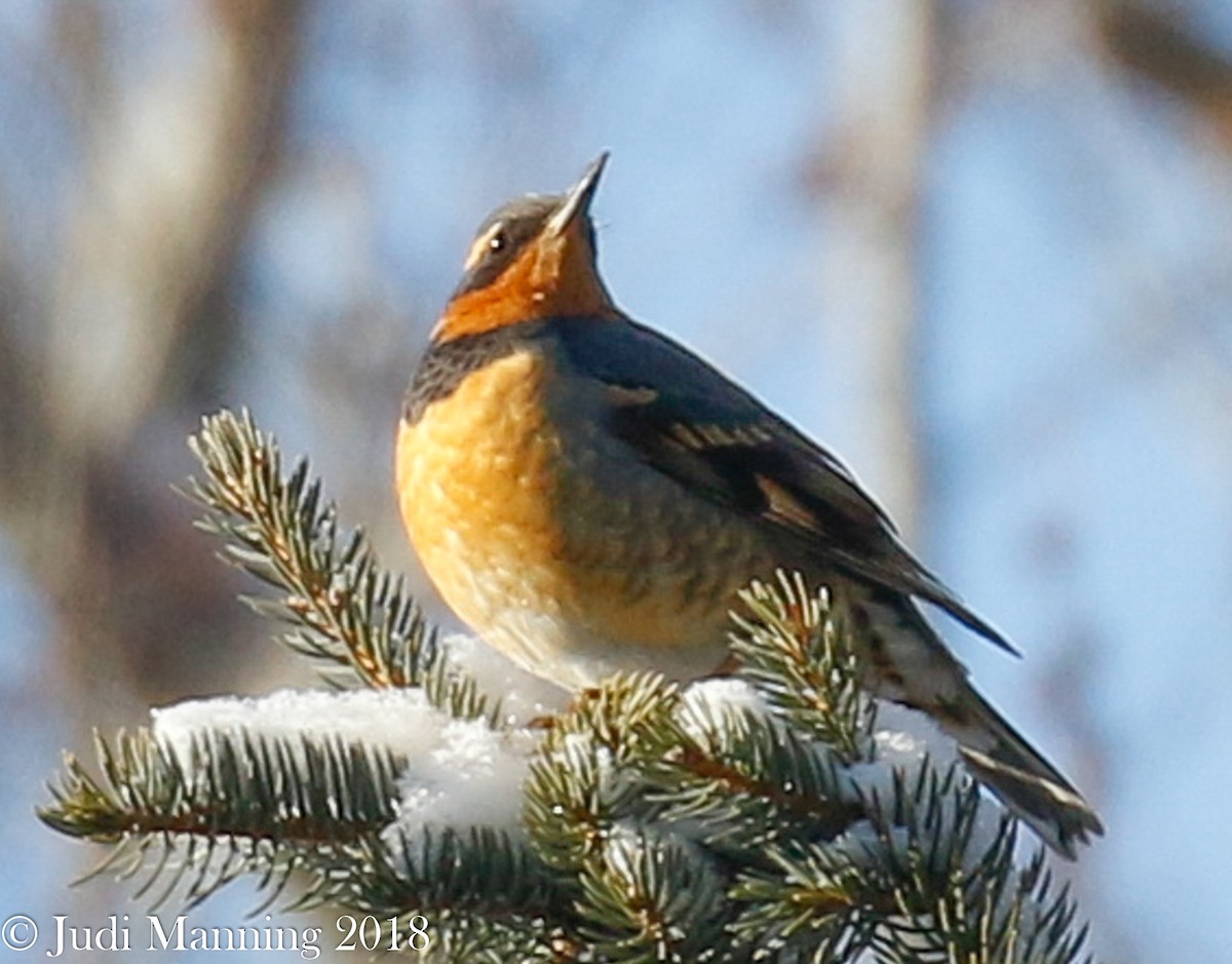 Varied Thrush - ML82270351