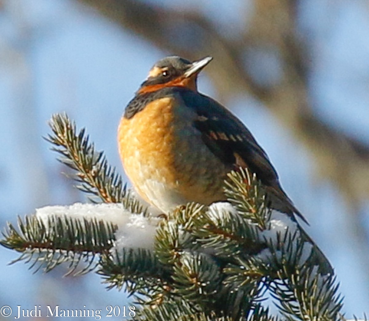 Varied Thrush - ML82270361