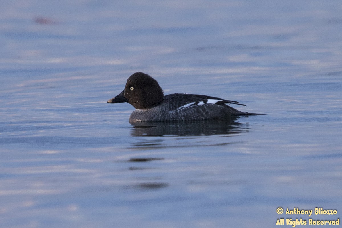 Common Goldeneye - ML82270961