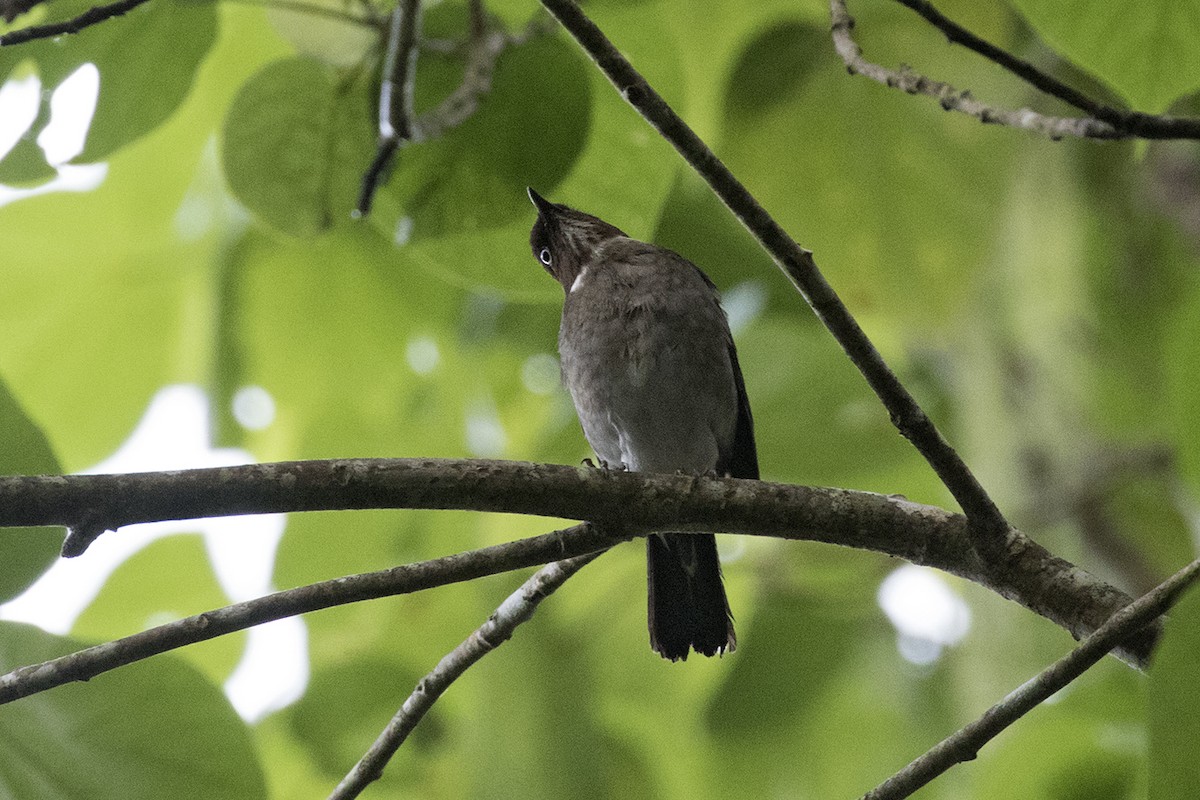 White-eyed Thrush - Charley Hesse | Tropical Birding Tours