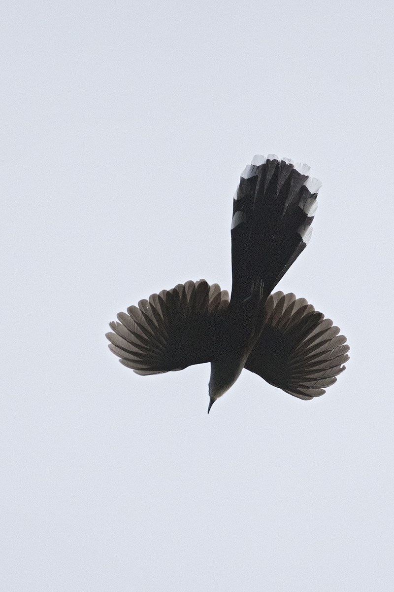 Chestnut-bellied Cuckoo - ML82272151