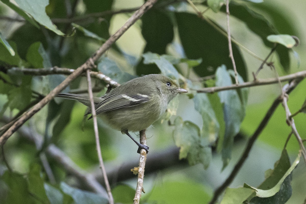 Jamaican Vireo - ML82272311