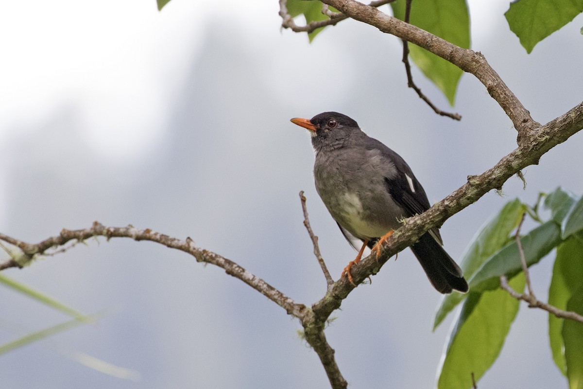 White-chinned Thrush - ML82272371