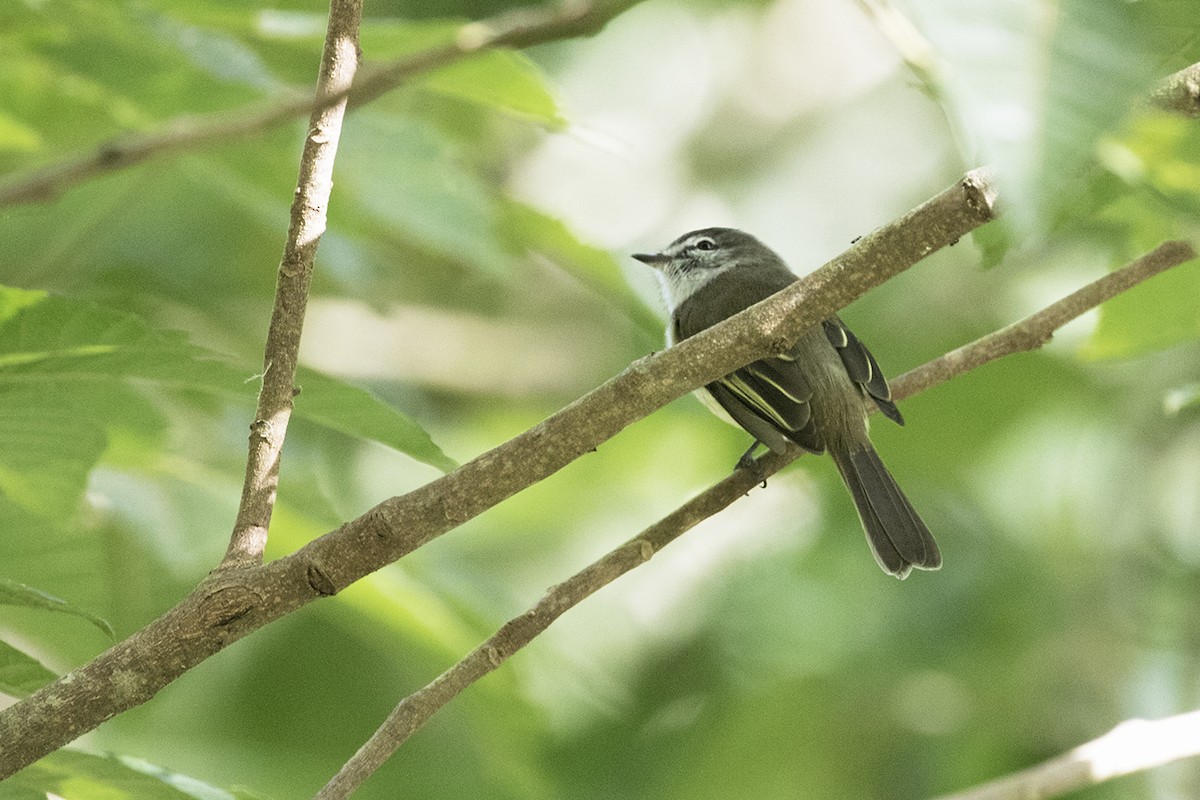 Jamaican Elaenia - ML82272431