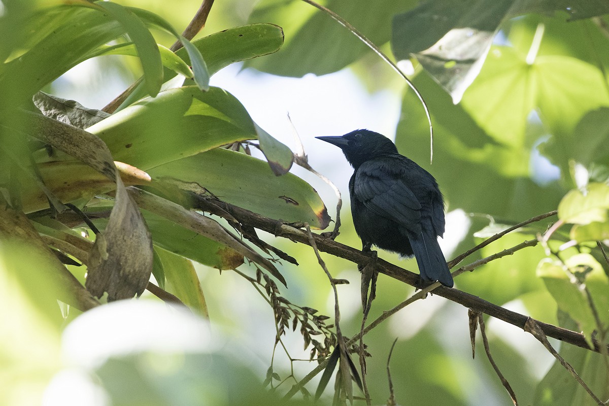 Jamaican Blackbird - ML82272611