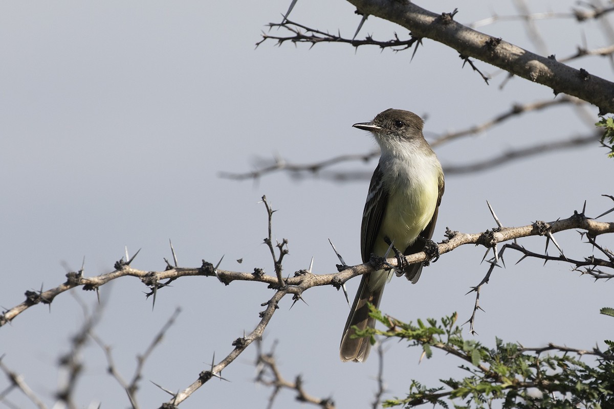 Stolid Flycatcher - Charley Hesse TROPICAL BIRDING