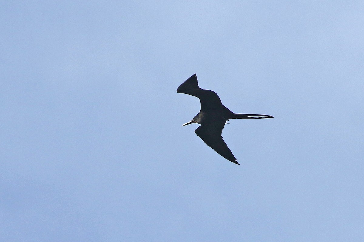 Magnificent Frigatebird - ML82274161