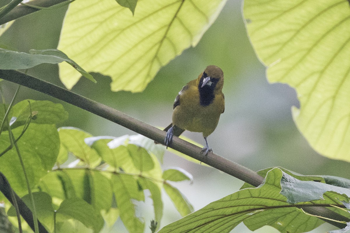 Jamaican Oriole - Charley Hesse TROPICAL BIRDING