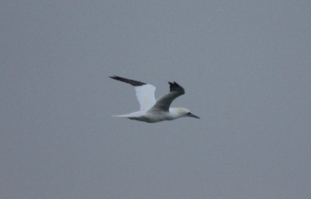 Northern Gannet - ML82275091