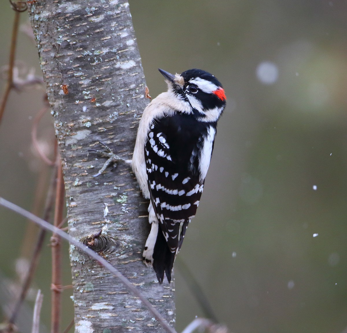Downy Woodpecker - Bala Chennupati