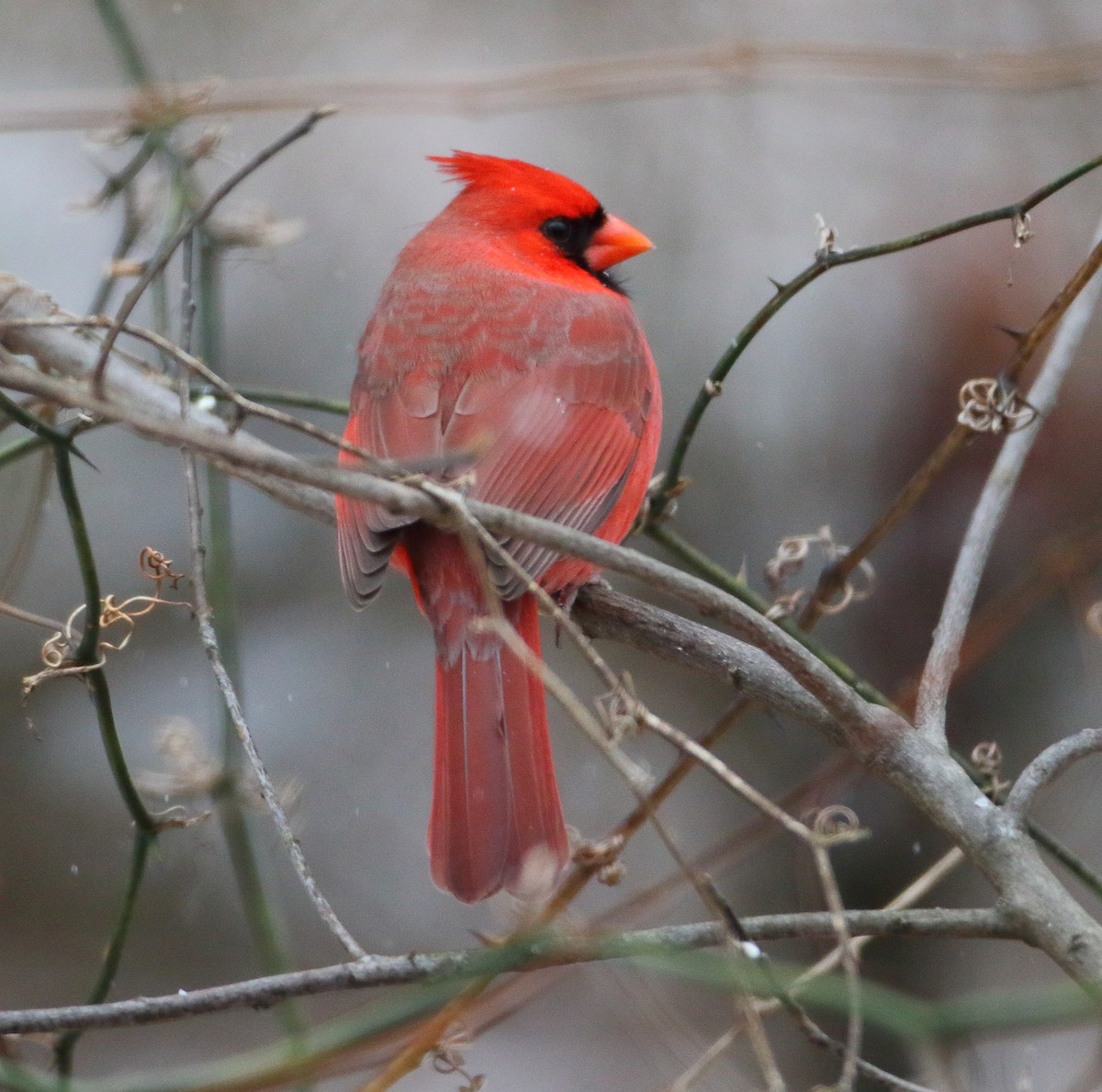 Northern Cardinal - Bala Chennupati