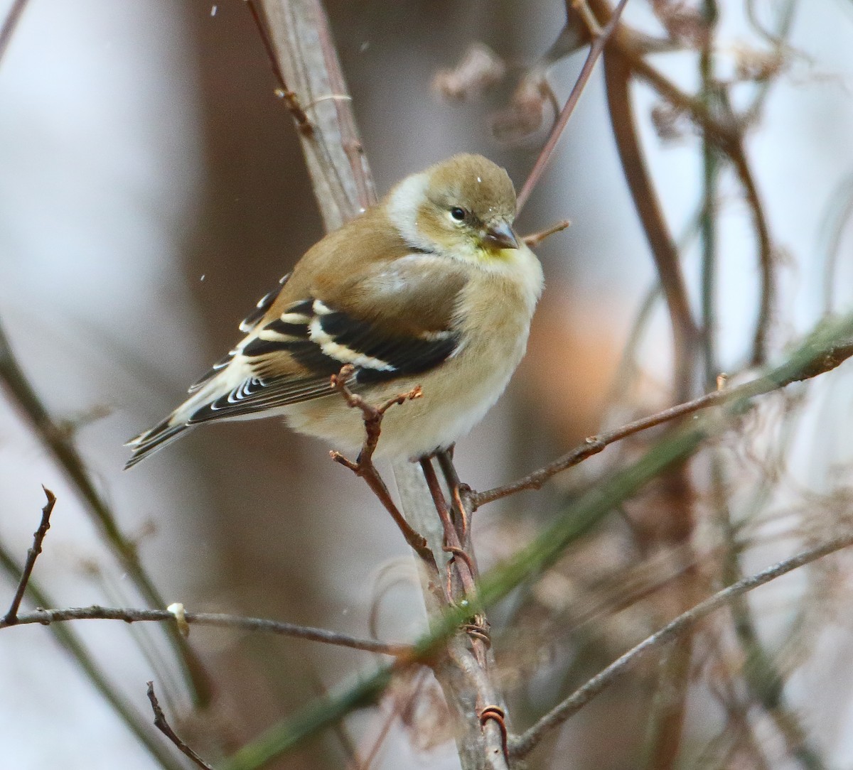 American Goldfinch - ML82281181